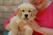 Golden Retriever puppies available , very healthy, updated on vaccines and potty trained. Image eClassifieds4u 2