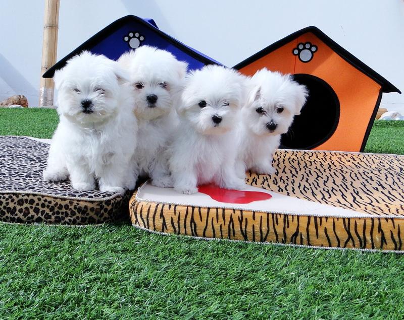 Maltese puppies available, current on vaccinations, well trained and dewclaws removed Image eClassifieds4u