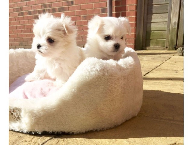 Maltese puppies available, current on vaccinations, well trained and good with kids Image eClassifieds4u