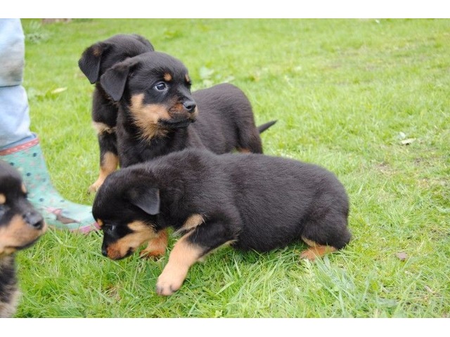 Rottweiler Puppies available,Well Trained and updated on vaccines. Image eClassifieds4u
