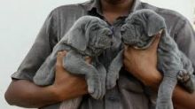 Blue Neapolitan Mastiff puppies Available