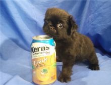 Brussels Griffon puppies ready