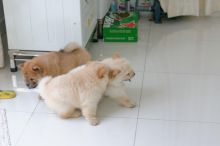 Cute Chow Chow Puppies Available