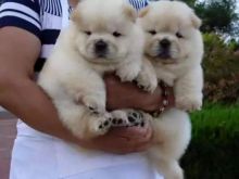 I have a male and female Chow Chow puppies