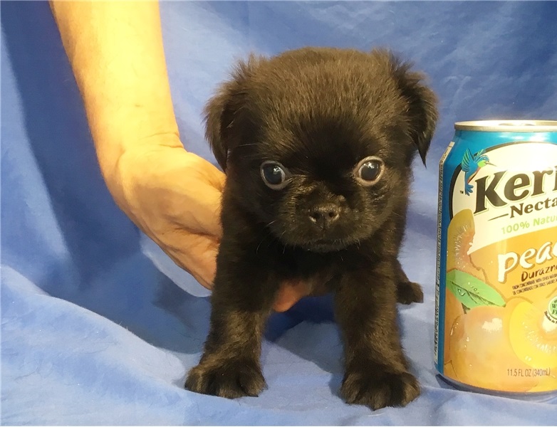 Brussels Griffon puppies ready Image eClassifieds4u