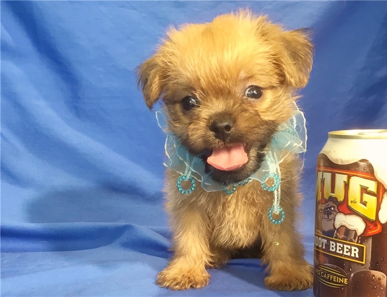 Brussels Griffon puppies ready Image eClassifieds4u