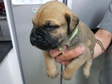 Male and female Bullmanstiff puppies available Image eClassifieds4U