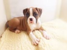 We have a beautiful litter of 2 Boxer puppies. Image eClassifieds4U