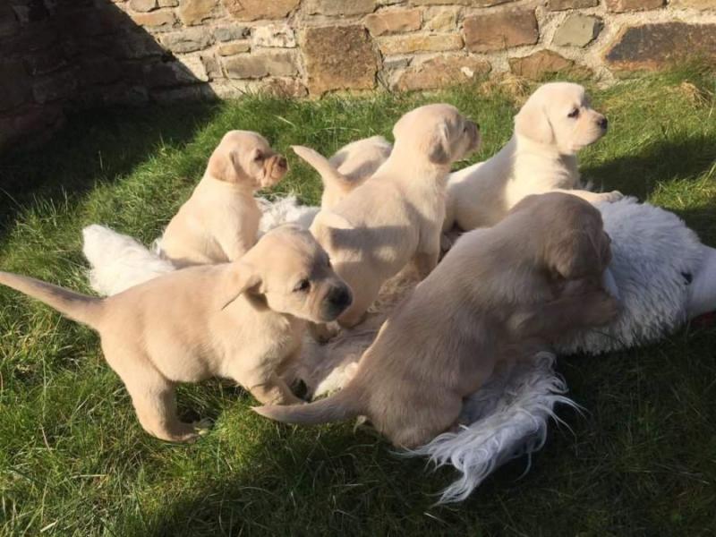 Registered Golden Retriever Puppies Available Image eClassifieds4u