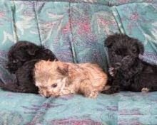 Accommodating Yorkie Poo puppies Available