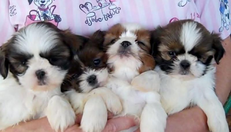 Cute Shih Tzu Puppies Ready Shih tzu puppies for rehoming Image eClassifieds4u