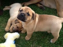 English Mastiff Puppies