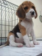 Cute Beagle pups