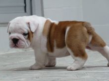 English Bulldog puppies available. Vaccinated and potty trained they are good with kids.
