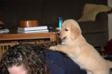 Golden Retriever puppies ready for new homes, updated on shots and potty trained.