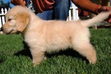 Golden Retriever puppies ready . healthy and potty trained, first set of vaccines taken.