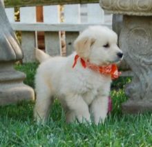 Golden Retriever puppies ready . healthy and potty trained, first set of vaccines taken.