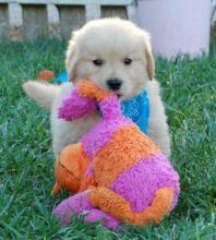 Golden Retriever puppies ready . healthy and potty trained, first set of vaccines taken.