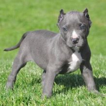 Quality ckc male and female Pitbull puppies available for adoption.