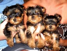 Yorkie puppies available, vet checked and vaccinated, have been potty trained.