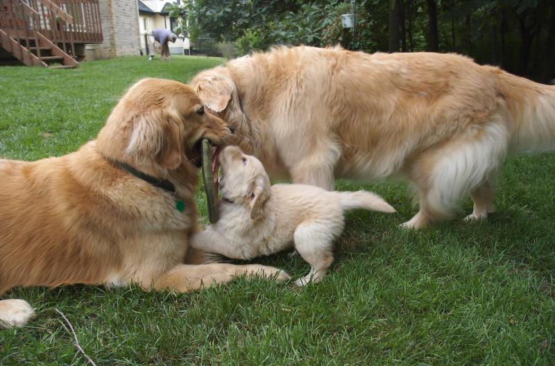 Golden Retriever puppies ready . healthy and potty trained, first set of vaccines taken. Image eClassifieds4u