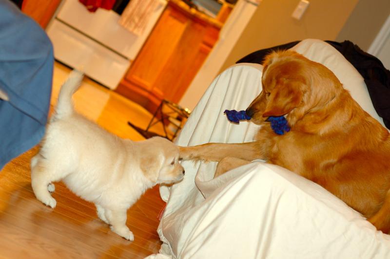 Golden Retriever puppies ready . healthy and potty trained, first set of vaccines taken. Image eClassifieds4u