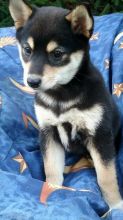 🐕💕C.K.C SHIBA INU PUPPIES 🥰 READY FOR A NEW HOME 💗🍀🍀 Image eClassifieds4u 1