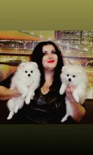 🐕💕 C.K.C POMERANIAN PUPPIES 🥰 READY FOR A NEW HOME 💗🍀🍀 Image eClassifieds4u 1