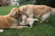 Golden Retriever puppies ready . healthy and potty trained, first set of vaccines taken. Image eClassifieds4u 3