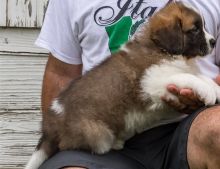 Beautiful Saint Bernard Pups available