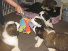 Beautiful Saint Bernard Pups available