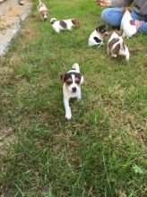 Jack Russell puppies available, updated on vaccines and comes with health guarantee