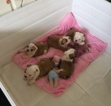 Playful English Bulldog puppies for Rehoming