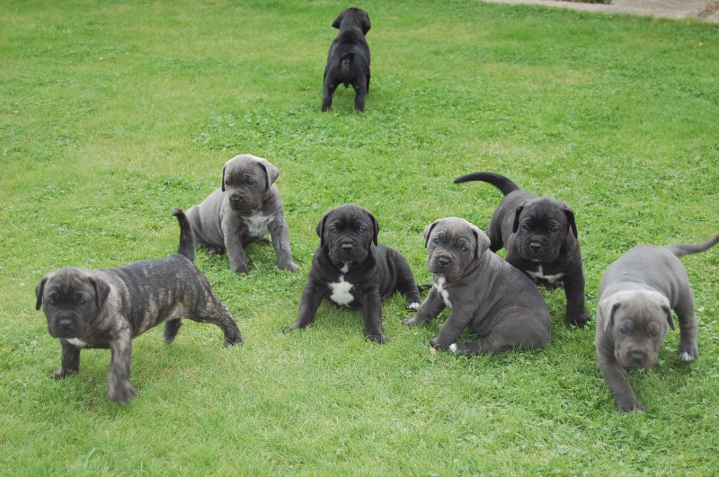 Beautiful Cane Corso puppies male and female Available . Image eClassifieds4u