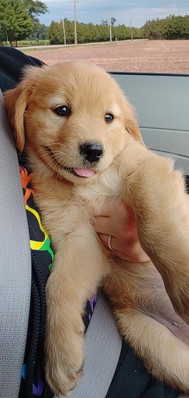 Golden retriever Image eClassifieds4u
