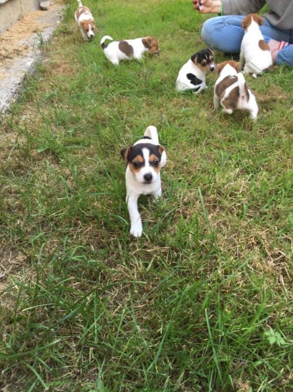 Jack Russell puppies available, updated on vaccines and comes with health guarantee Image eClassifieds4u