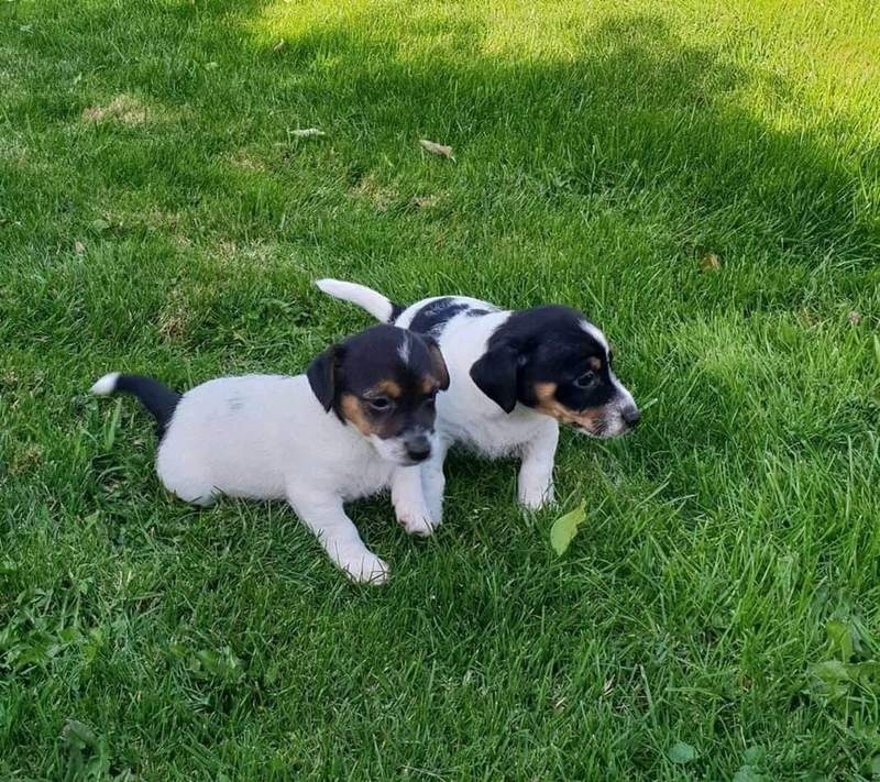 Jack Russell puppies available, updated on vaccines and comes with health guarantee Image eClassifieds4u