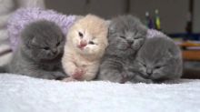 Excellent Scottish fold Kittens Available Image eClassifieds4U