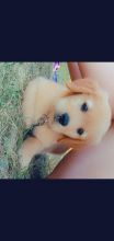 Golden retriever Image eClassifieds4u 2