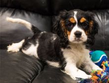 Adorable Cavalier King Charles Spaniel puppies.