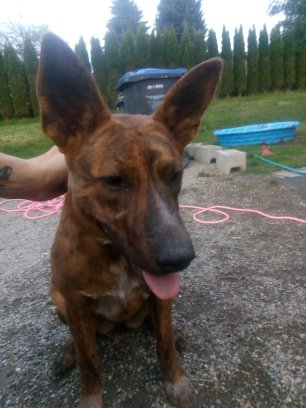 Beautiful brindle baby Image eClassifieds4u