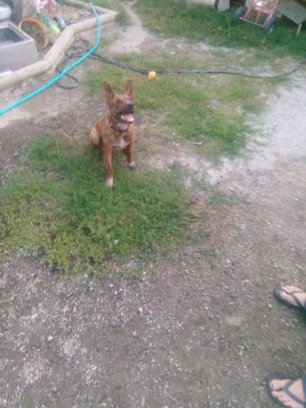 Beautiful brindle baby Image eClassifieds4u