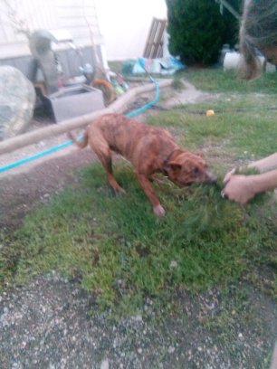 Beautiful brindle baby Image eClassifieds4u