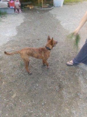 Beautiful brindle baby Image eClassifieds4u