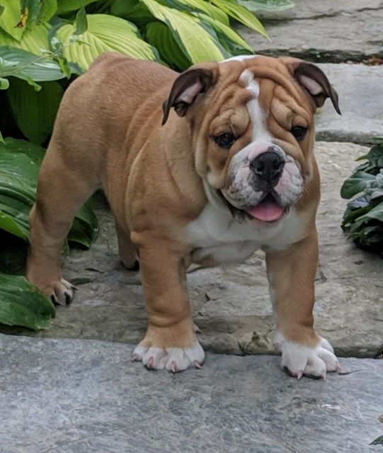 🟥🍁🟥 CANADIAN Ckc English Bulldog Puppies Image eClassifieds4u