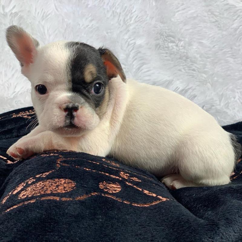 Amazing French Bulldog puppies for adoption Image eClassifieds4u