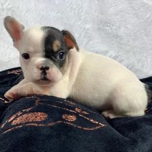 Amazing French Bulldog puppies for adoption