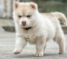 Excellent Siberian Huskies puppies for adoption