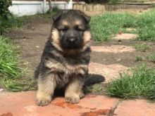 Fabulous german-shepard puppies for adoption