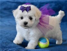 Purebred maltese puppies for adoption